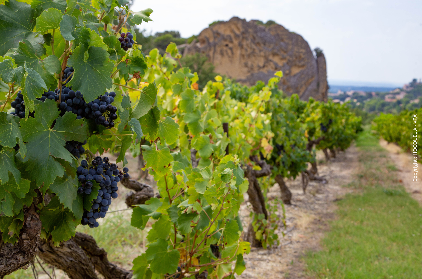 Appellations Luberon et Ventoux : comprendre les vins proches de Gordes entre terroirs du Vaucluse, climat méditerranéen et influence du Mont Ventoux