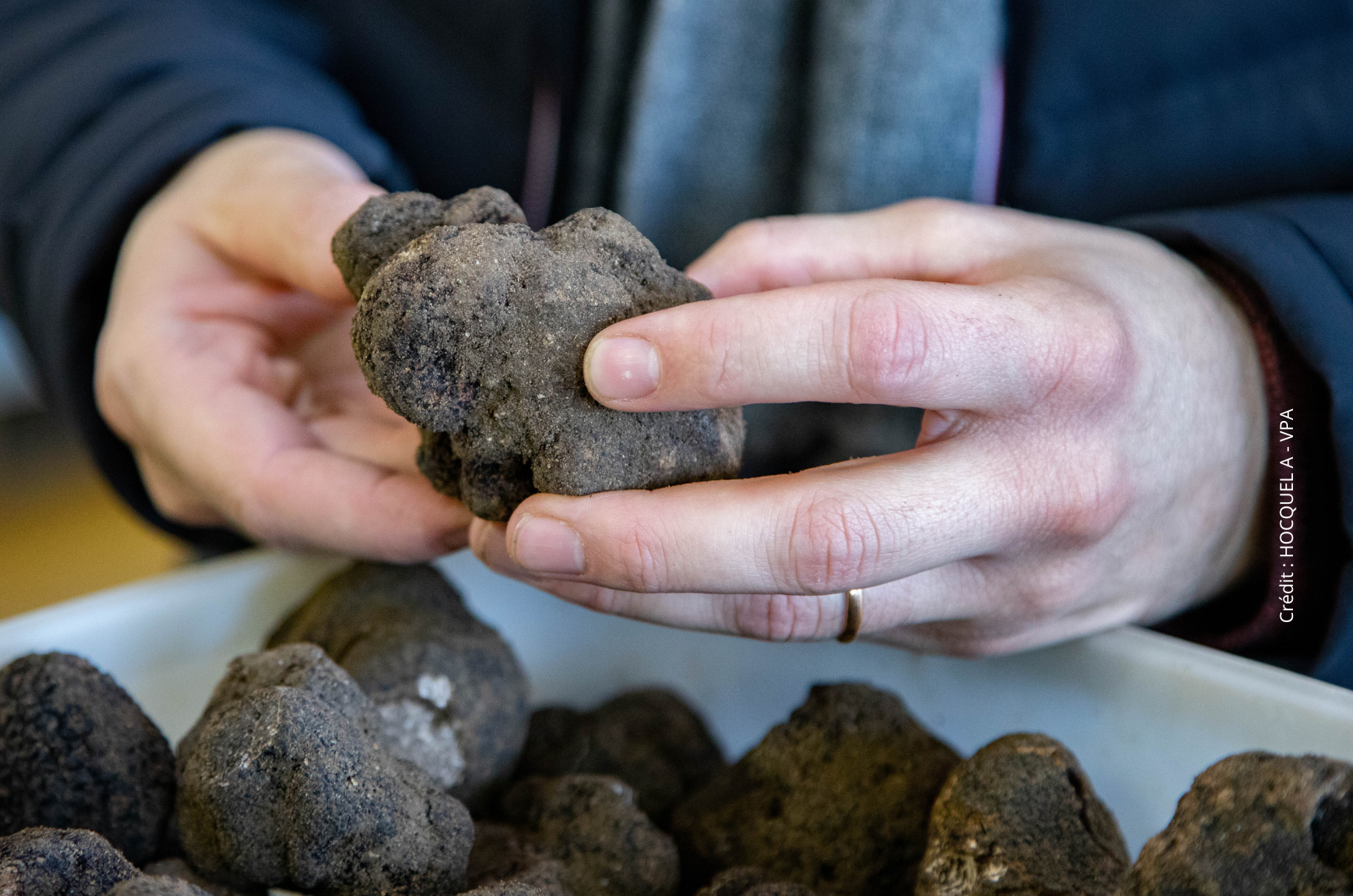 La truffe, l'or noir du Luberon à découvrir à Ménerbes à proximité du Domaine Château du Bois