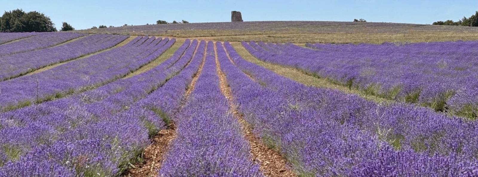 Les champs de lavande en fleur du Domaine Château du Bois