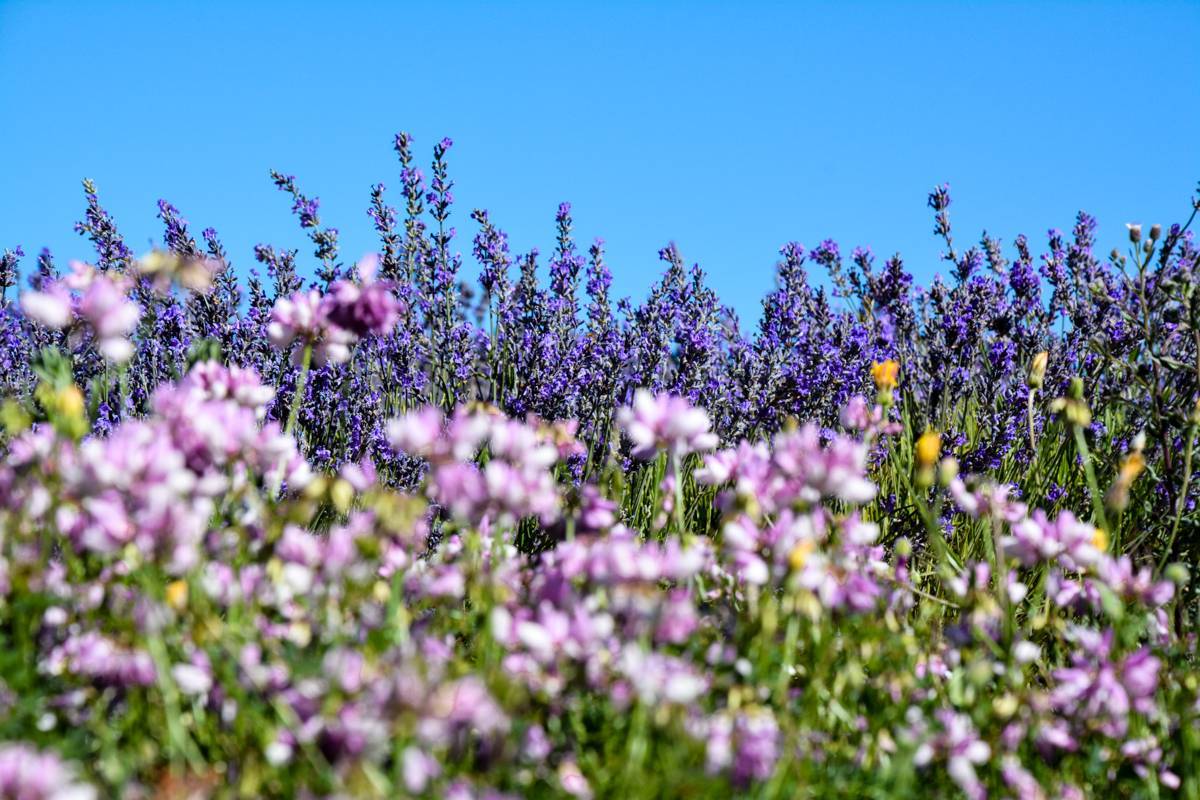 Champs de lavande et fleurs des champs en Haute-Provence