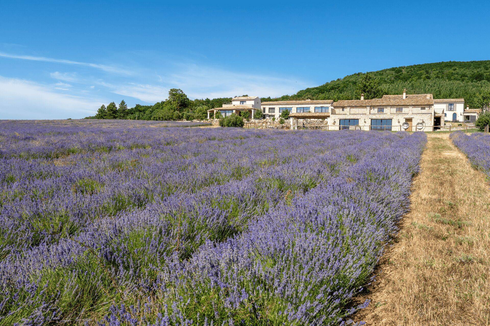 Vue d'ensemble de la bâtisse du Domaine Château du Bois avec les champs de lavande fine de Provence