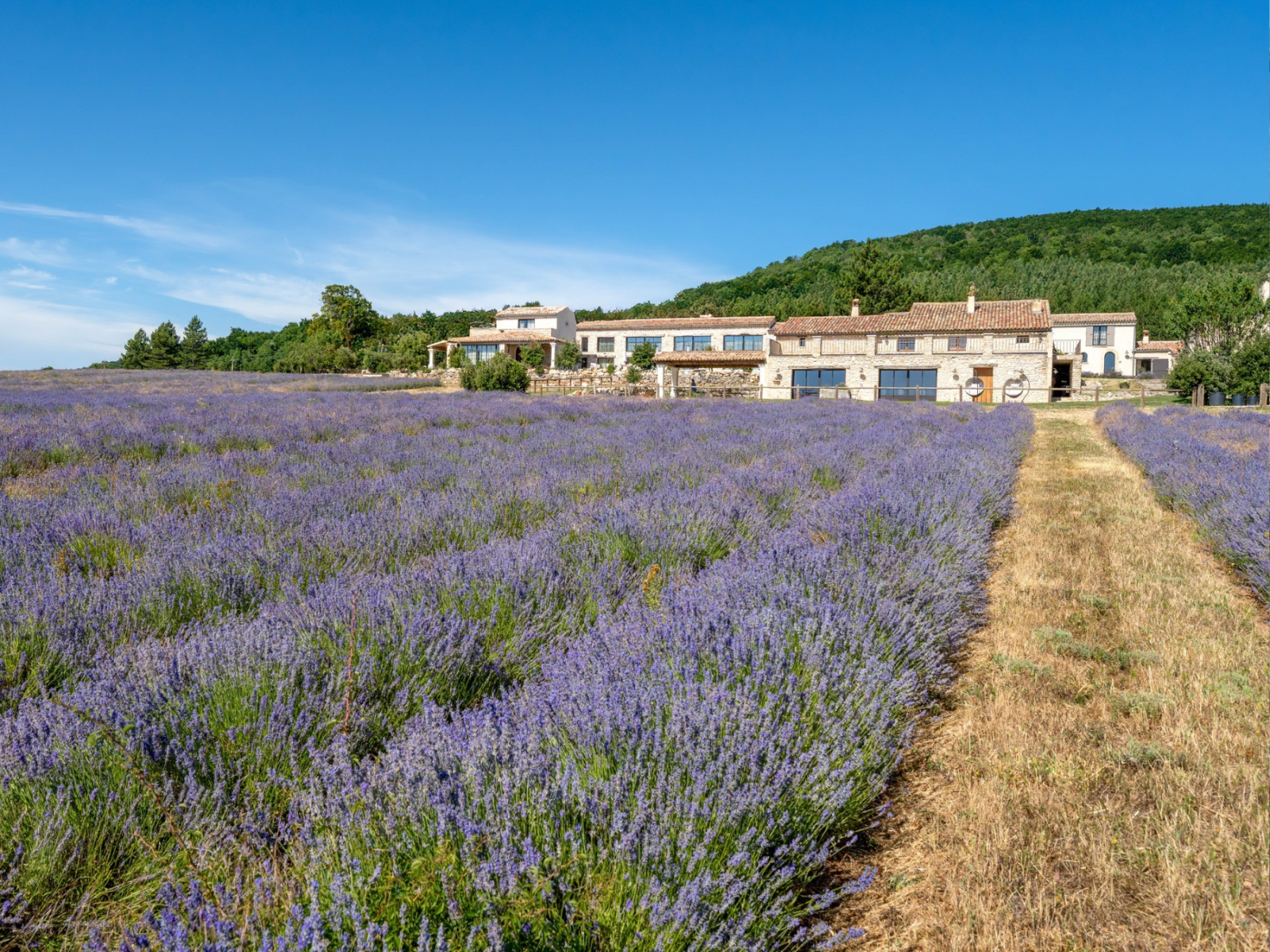 Vue sur le Domaine Château du Bois depuis les champs de lavande