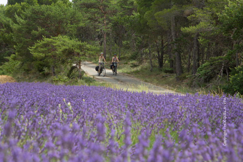 Balade à vélo dans les champs de lavande aux pieds du Ventoux