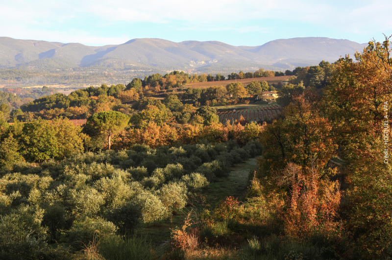 L'oliveraie de la Bastide de Laval, à proximité du Domaine Château du Bois