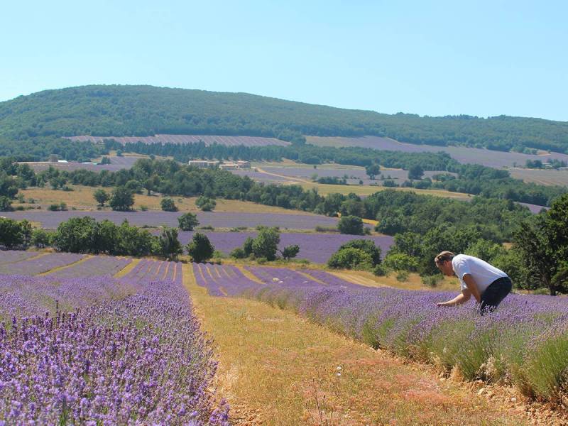 Jack Lincelé, propriétaire de la chambre d'hôte dans les champs de lavande de Provence à Lagarde d'Apt