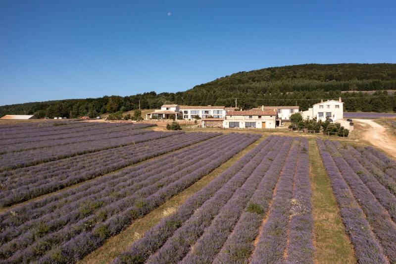 Le Domaine Château du Bois et ses champs de lavande vraie de Provence