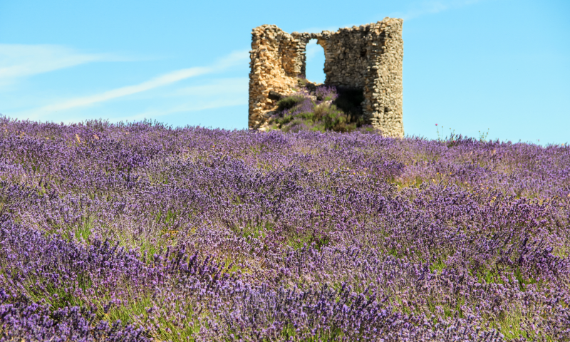 Le Moulin du Domaine Château du Bois au coeur des champs de lavande fine