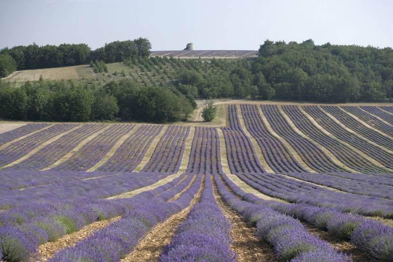Les champs de lavande fine de Provence du Domaine Château du Bois