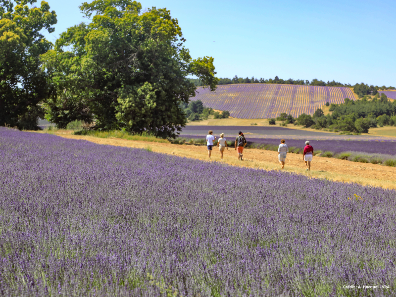 Randonnée au coeur des champs de lavande et de lavandin proche du Domaine Château du Bois