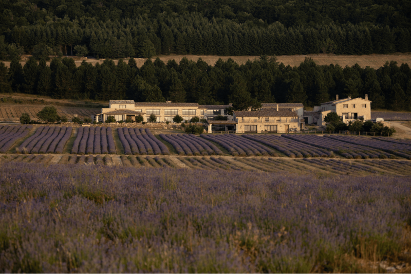 La bâtisse du Domaine Château du Bois vue depuis les champs de lavande fine