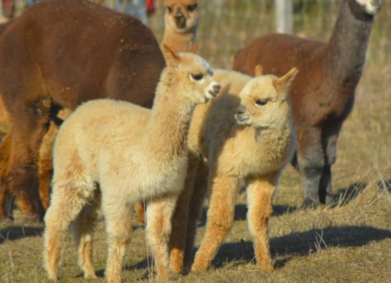 Bébés alpaga élévés à la Lagarde d'Apt